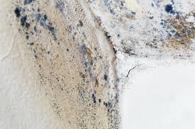 Best Forensic Mold Investigation  in Pinehurst, MA